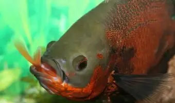 Astronotus Okellatus