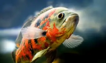 Was essen Oscar-Fische?