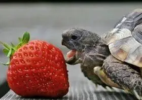 イチゴを食べるカメ