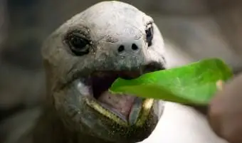 カメは何を食べますか？