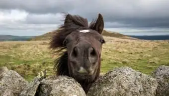Kuc walijski patrzący przez ścianę z suchego kamienia
