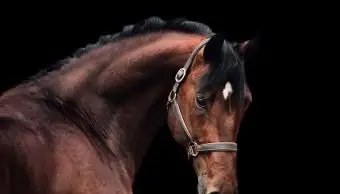 portret gniadego konia sportive