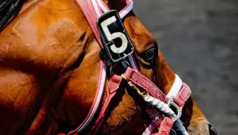 Głowa konia wyścigowego w uzdę