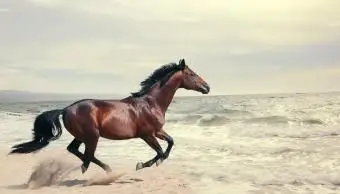 Koń biegnący na brzegu na plaży