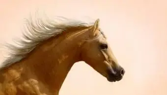 Palomino walijski kuc górski ogier