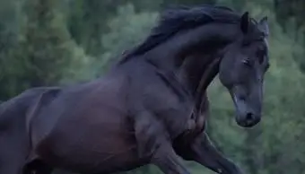 czarny ogier trakeński