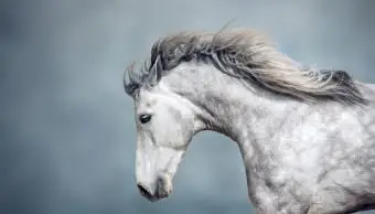 235 Słynne imiona koni