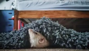 집에서 노는 흰 족제비