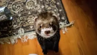 간단한 기술로 흰 족제비를 훈련하는 방법