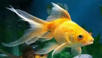 מחלות דג זהב ותסמיניהם