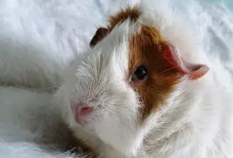 モルモットのクローズアップ