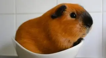 ボウルにモルモット