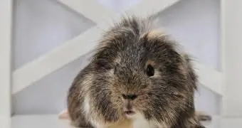 椅子にモルモット