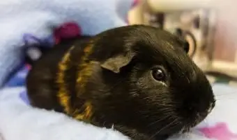 自宅でリラックスしたモルモット