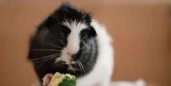 ズッキーニを食べるモルモット