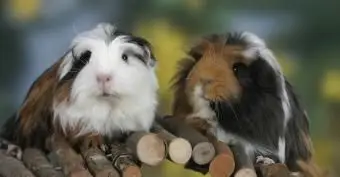 人気のあるものからユニークなものまでの男の子のモルモットの名前の大きなリスト