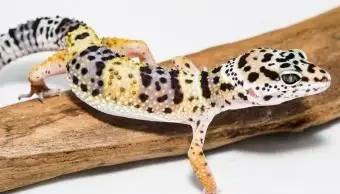 geco leopardo