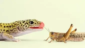 Guida alla dieta del geco leopardo per un'alimentazione sana