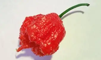 キャロライナリーパーペッパー