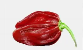 チョコレートハバネロペッパー