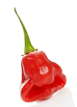 スコッチボンネットペッパー