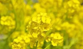 브라 시카 라파