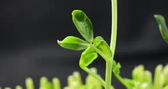 Experimento de la planta de guisantes de Gregor Mendel