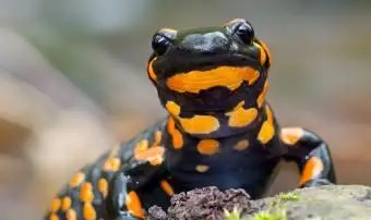 Régimes de salamandre et conseils d'alimentation