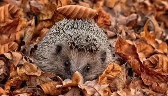 Camouflage hérisson