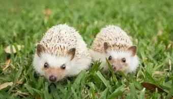 Deux hérissons sur l'herbe