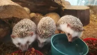 hérisson ayant de la nourriture