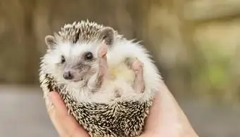 Coûts, faits et soins du hérisson pour animaux de compagnie