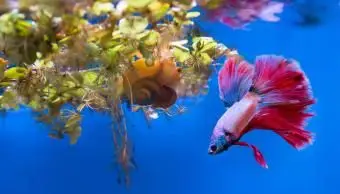 Ótimos companheiros de tanque de peixes Betta