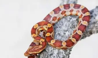 Bebé serpiente de maíz