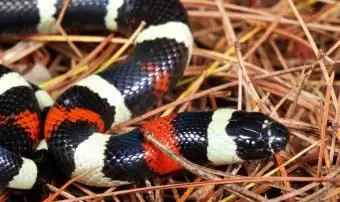 Las mejores razas de serpientes para mascotas para principiantes