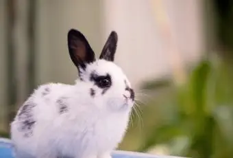 Coniglio giovane seduto sul tavolo