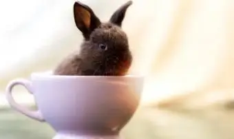 Coniglio sul campo erboso contro il cielo al crepuscolo