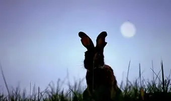 Coniglio da piante da fiore