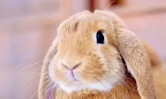 Oltre 150 nomi di conigli femminili da unici a famosi