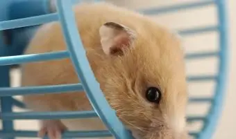 여성 황금 시리아 햄스터 앉아서