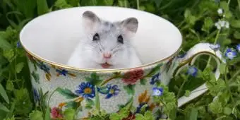 잔디에 찻잔에 햄스터