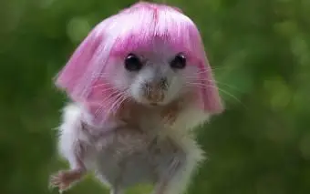 가발이 달린 햄스터