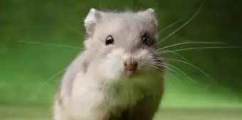 녹색 배경에 햄스터