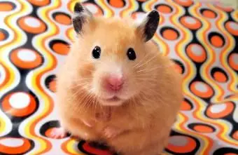 시리아 햄스터 Chmurka