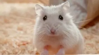 Djungarian 드워프 햄스터