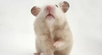 브로콜리와 골든 햄스터