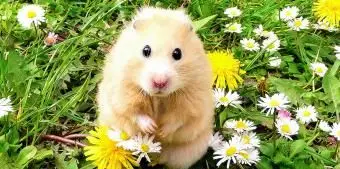 남자와 여자를위한 275+ 귀여운 햄스터 이름