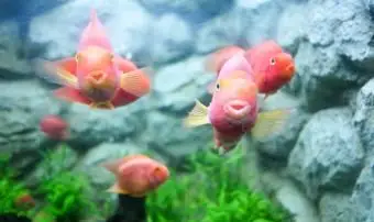 Cichlíd krvavých papagájov