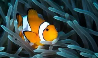 Klaun Ocellaris v tykadlách sasanky