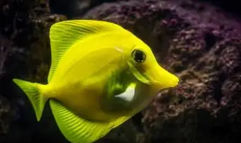 Žltá tanga - morské tropické ryby